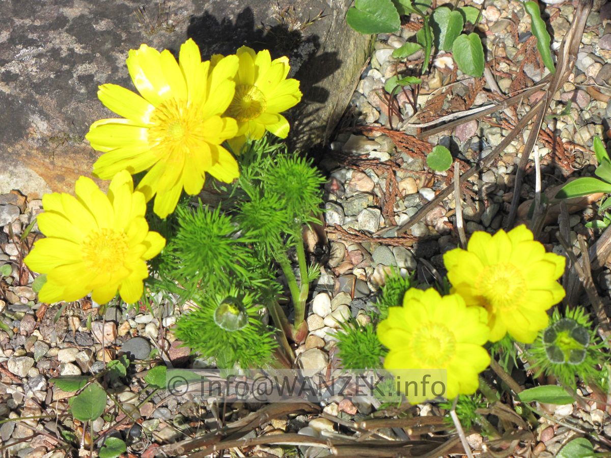 Adonis vernalis bluehend1.JPG